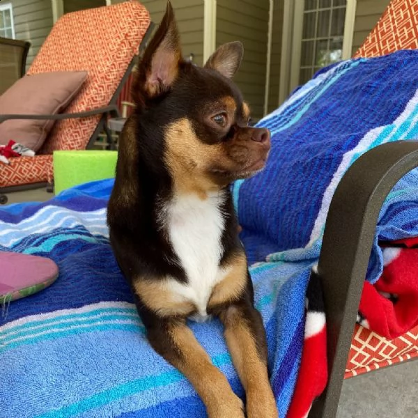 regalo cuccioli dolce e bella chihuahua toy stiamo dando questi nostri cuccioli sani maschi e femmin