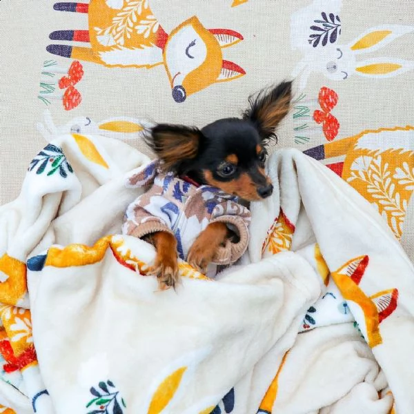 regalo cuccioli di pinscher bellissimi cuccioli disponibili, carattere adorabile ,sono docili ed aff