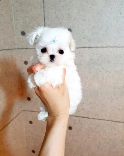 .adorabili e sani cuccioli micro maltese di razza pura per l'adozione. gentilmente contattami con il