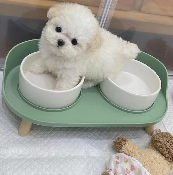  regalo maltese | Foto 0