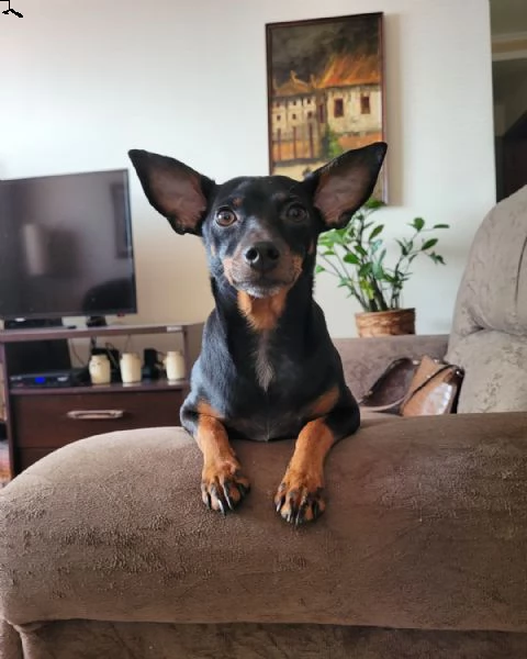 regalo cuccioli di pinscher bellissimi cuccioli disponibili, carattere adorabile ,sono docili ed aff