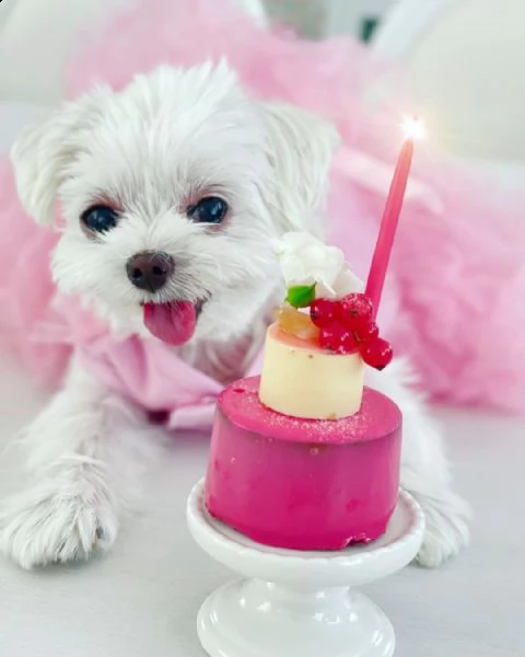 regalo piccoli cuccioli di maltese toy, i cuccioli verranno consegnati con microchip vaccini svermin