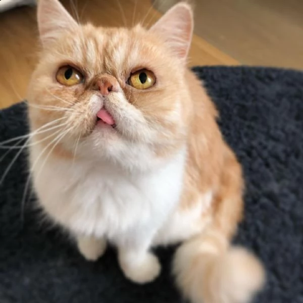  consegna regalo gattino di razza di exotic shorthair con libretto sanitario,   microchip, vaccinato