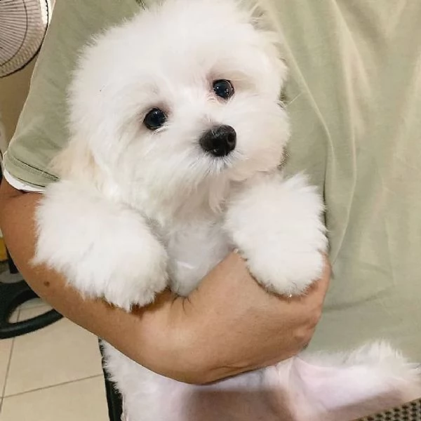 disponiamo cucciolo di maltese mini mini toy dolcissimi intrigantissimi e generosissimi di 2 mesi e 