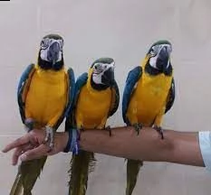 ara blu e oro molto giocose disponibili ora