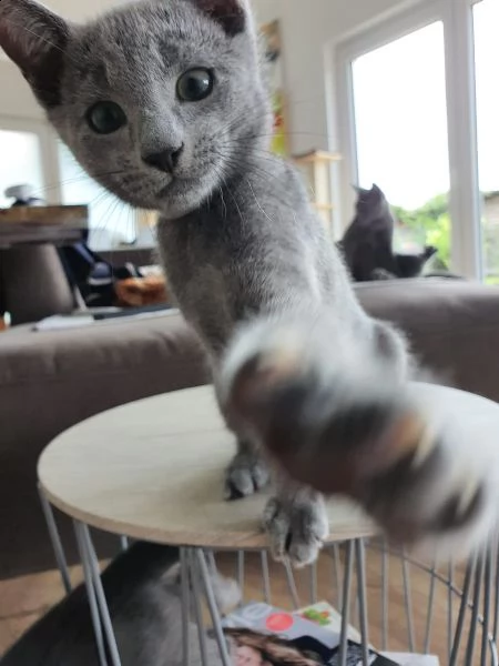 meravigliosi gattini blu di russia | Foto 0