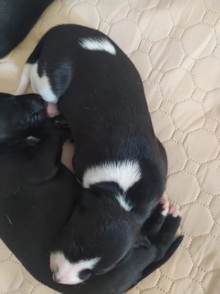 cuccioli in vendita di pura razza whippet (levriero inglese media taglia) | Foto 4