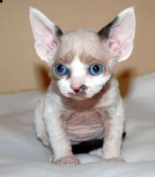 devon rex cuccioli meravigliosa | Foto 0