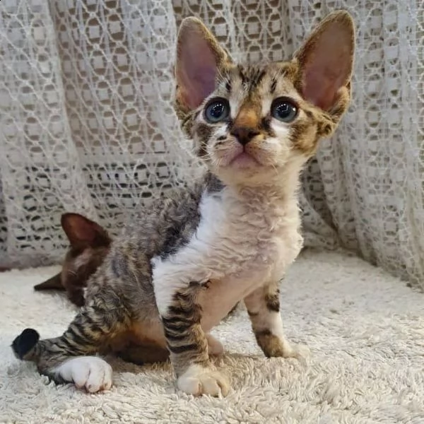 devon rex cuccioli meravigliosa