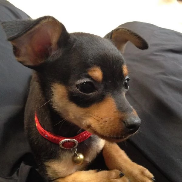 regalo cuccioli di pinscher bellissimi cuccioli disponibili, carattere adorabile ,sono docili ed aff