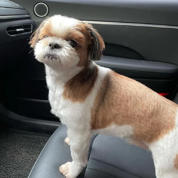 regalo bellissimi cuccioli allevati shih-tzu, colore bianco e nero. due e una feminuccia maschietti.