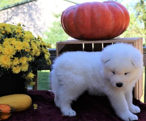  cuccioli samoiedo maschio e femmina 