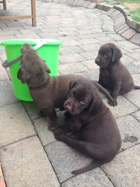 cuccioli labrador disponibili - pedigree enci | Foto 0
