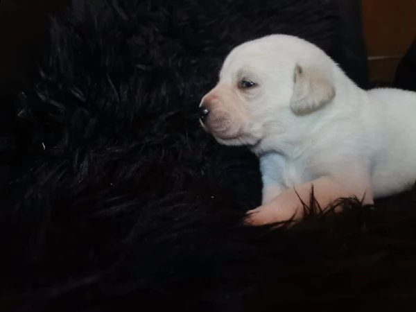 cuccioli labrador disponibili - pedigree enci