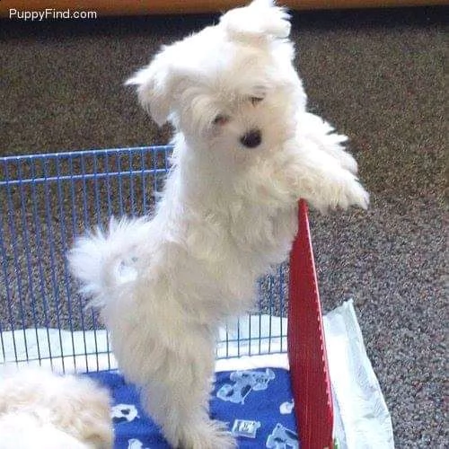 maltesi toy- maltese puppy 