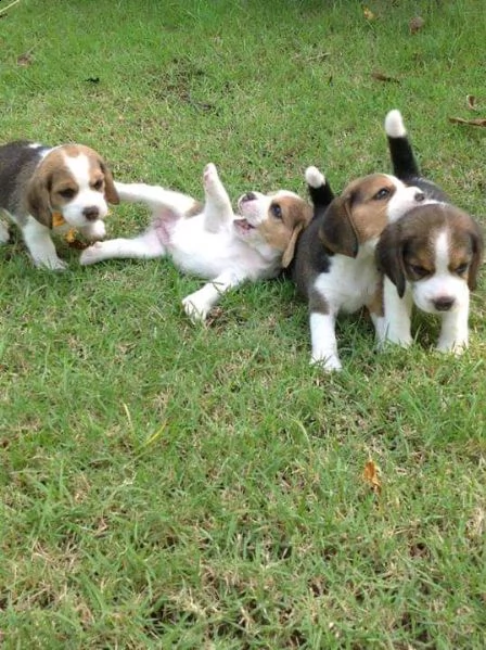 cuccioletto di beagle 