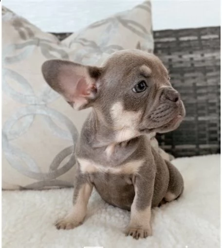  cuccioli di bulldog francese per l'adozione