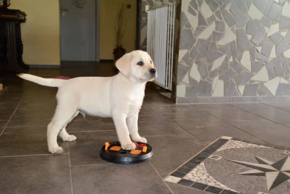 vendita cucciolo cuccioli di labrador