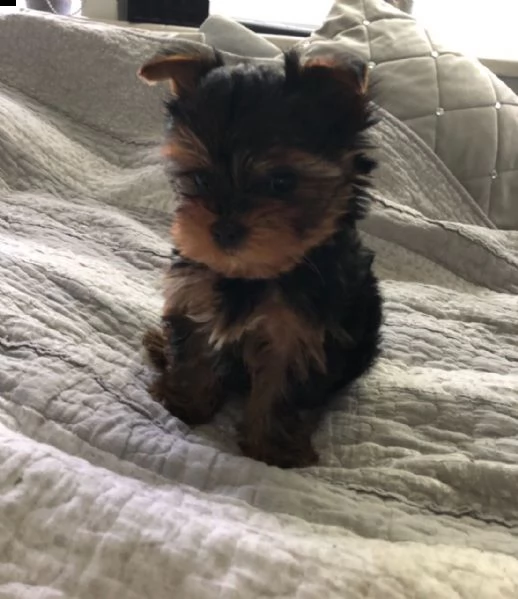 disponibili bellissimi cuccioli di yorkshire | Foto 1