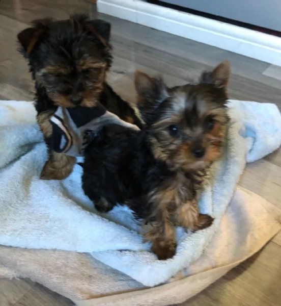 disponibili bellissimi cuccioli di yorkshire | Foto 0