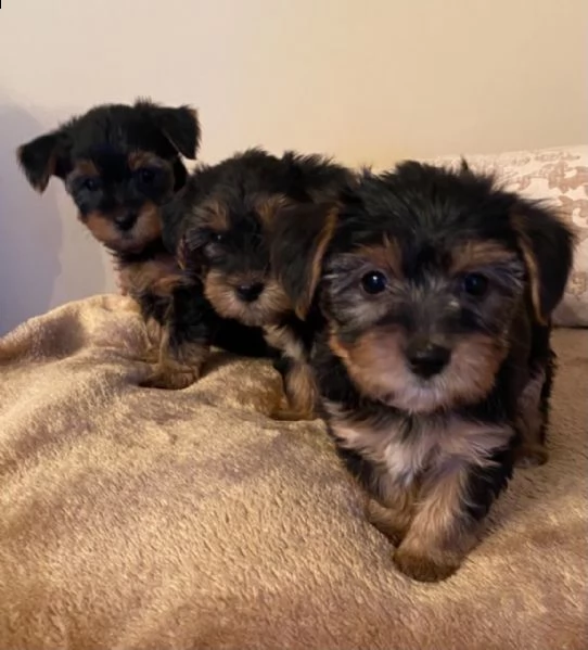 disponibili bellissimi cuccioli di yorkshire