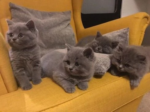 gattino british shorthair di 12 settimane.
