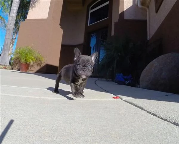  cuccioli di bouledogue francese con pedigree 