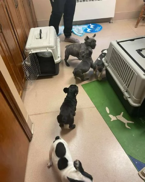  cuccioli di bouledogue francese con pedigree 