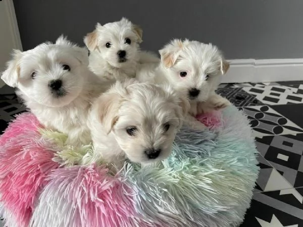  maltese toy e nani cucciolini maltesini 