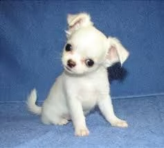 giocattolo regalo cuccioli di chihuahua i cuccioli di chihuahua sono disponibili per l'adozione, con