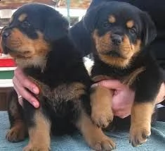 adorabili cuccioli di rottweiler 