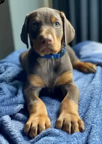cuccioli di dobermann disponibili | Foto 3