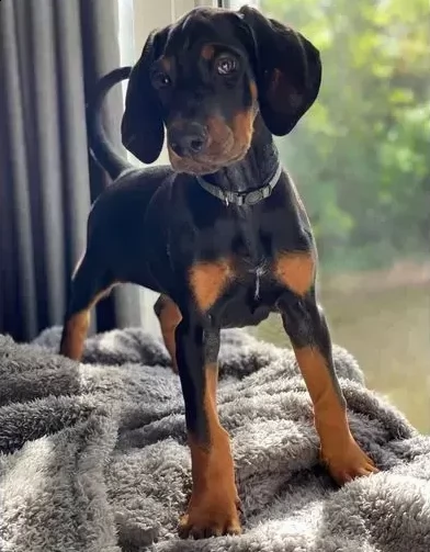 cuccioli di dobermann disponibili