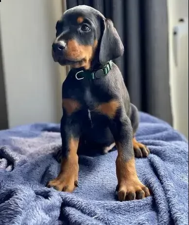cuccioli di dobermann disponibili | Foto 2