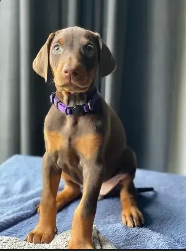cuccioli di dobermann disponibili | Foto 1