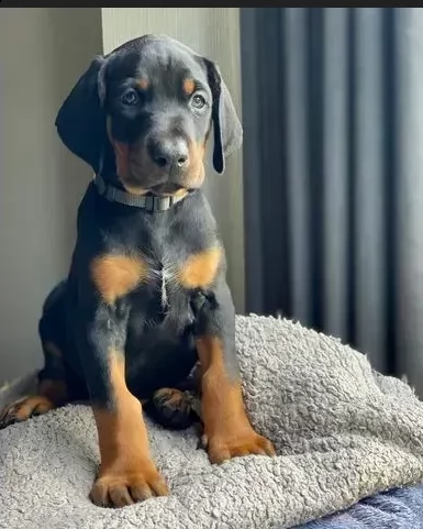 cuccioli di dobermann disponibili | Foto 0