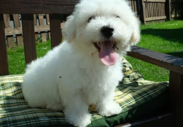 3 mesi bichon frise cuccioli