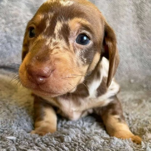  regalo adorabili cuccioli  bassotto femminucce e maschietti disponibili