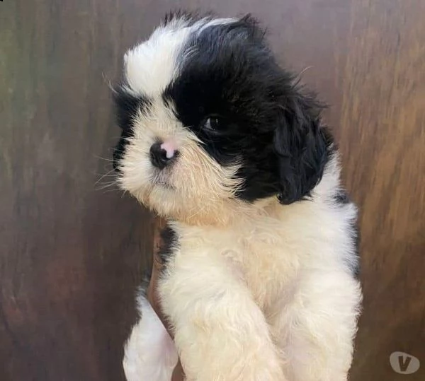    regalo shih-tzu  toy