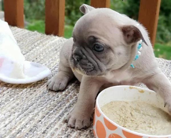  regalo bouledogue francese