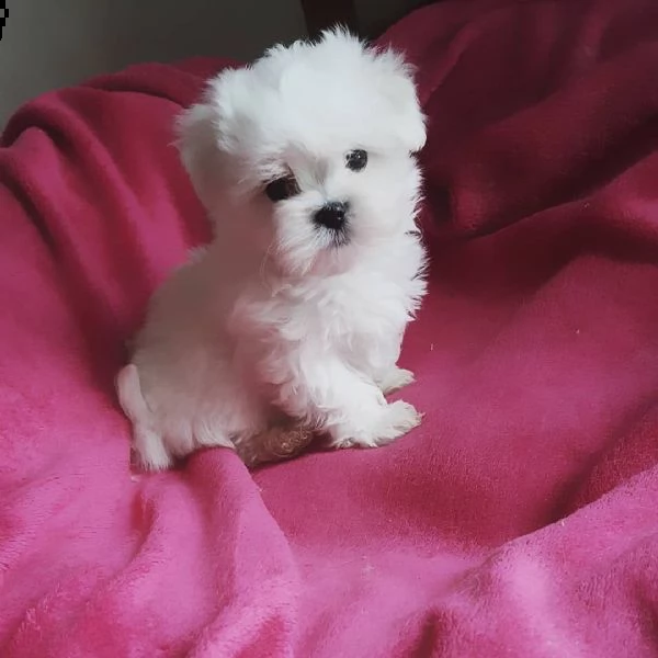  regalo maltese | Foto 0