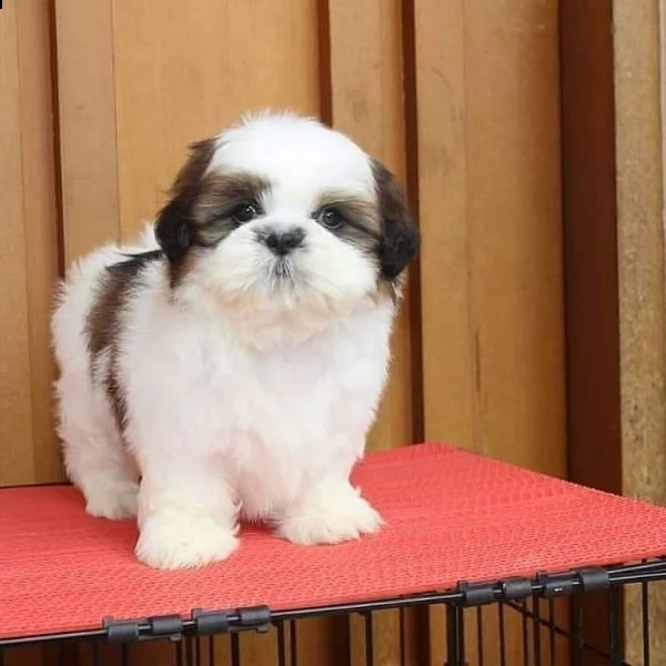    regalo shih-tzu  toy