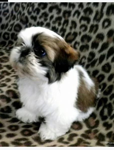    regalo shih-tzu  toy | Foto 0