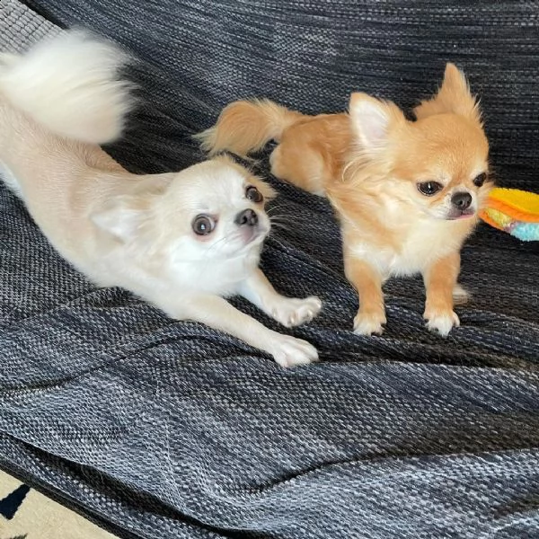 regalo cuccioli dolce e bella chihuahua toy stiamo dando questi nostri cuccioli sani maschi e femmin