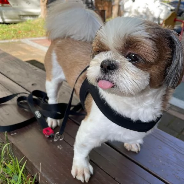 regalo bellissimi cuccioli allevati shih-tzu, colore bianco e nero. due e una feminuccia maschietti.