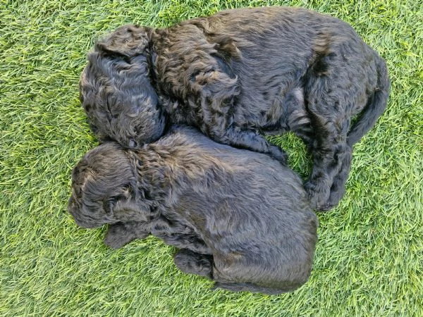 Cuccioli barboncino nano | Foto 8