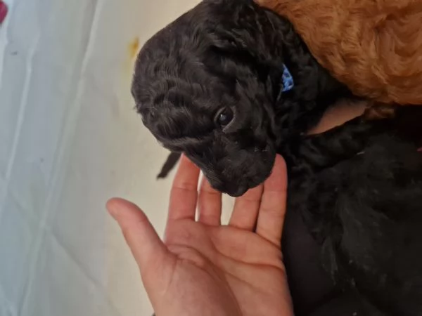 Cuccioli barboncino nano | Foto 7