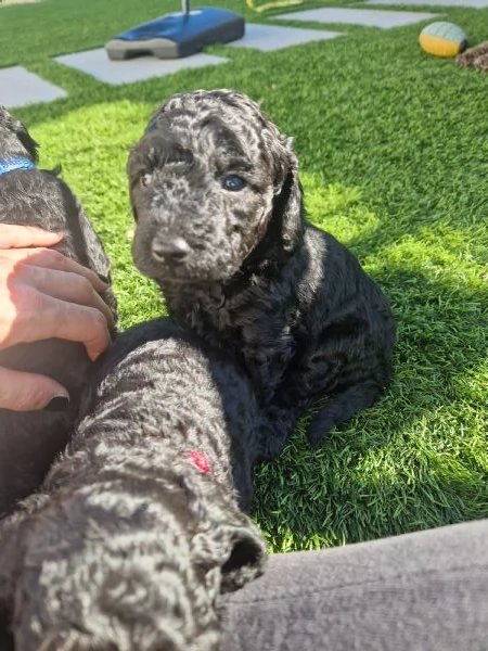 Cuccioli barboncino nano