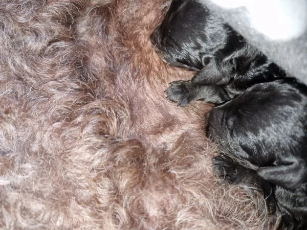 Cuccioli barboncino nano | Foto 6