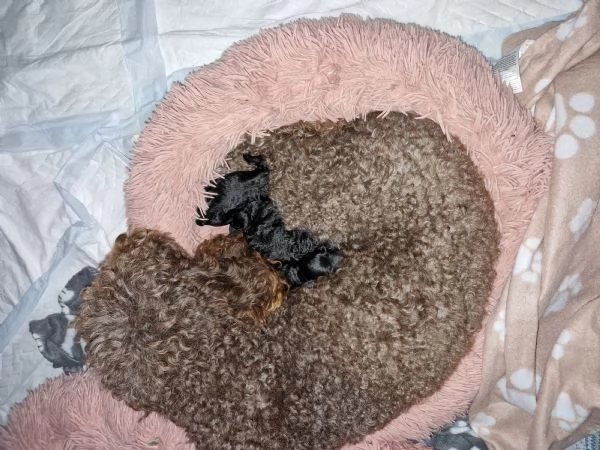 Cuccioli barboncino nano | Foto 5